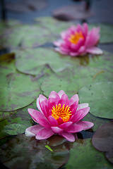 Image showing Pink Lotus