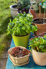 Image showing Flower pots