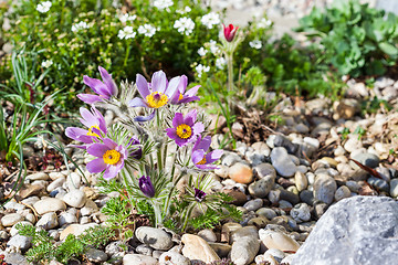 Image showing Stone garden with pasque flower 