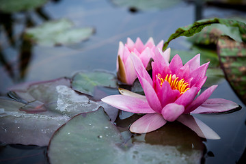 Image showing Pink Lotus