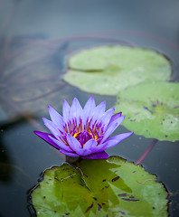 Image showing Violet Lotus