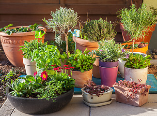 Image showing Flower pots