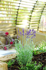 Image showing Lavender in patio