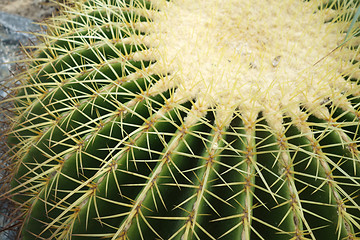 Image showing Cactus