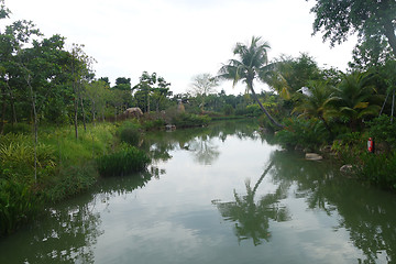 Image showing Coconut palm trees growing along the small river