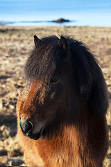 Image showing Brown icelandic pony on a meadow