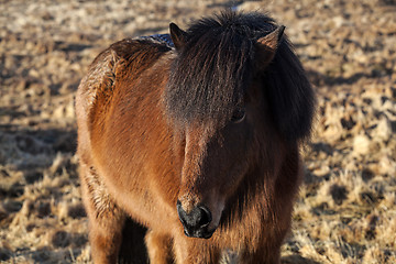 Image showing Brown icelandic pony on a meadow