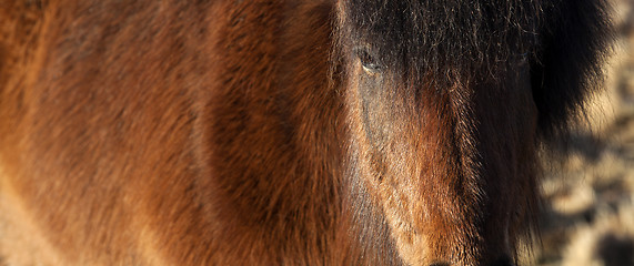 Image showing Extreme closeup of an Icelandic brown pony 