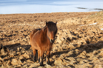 Image showing Brown icelandic pony on a meadow