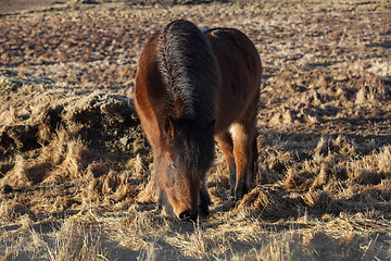 Image showing Brown icelandic pony on a meadow