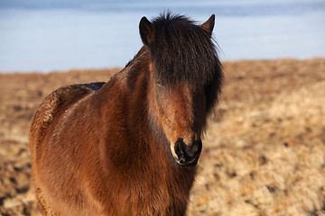 Image showing Brown icelandic pony on a meadow