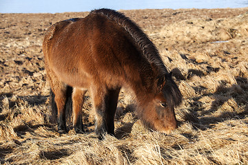 Image showing Brown icelandic pony on a meadow