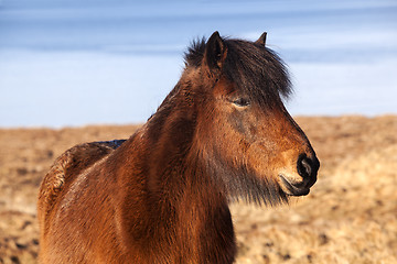 Image showing Brown icelandic pony on a meadow