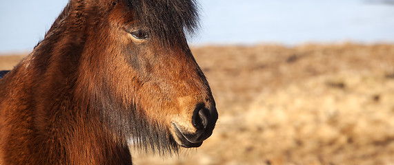 Image showing Extreme closeup of an Icelandic brown pony 