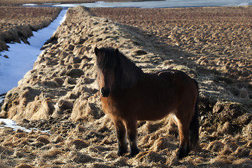 Image showing Brown icelandic pony on a meadow