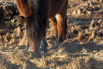 Image showing Brown icelandic pony on a meadow