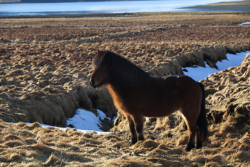 Image showing Brown icelandic pony on a meadow