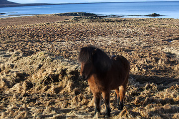 Image showing Brown icelandic pony on a meadow