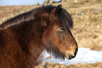 Image showing Brown icelandic pony on a meadow