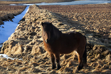 Image showing Brown icelandic pony on a meadow