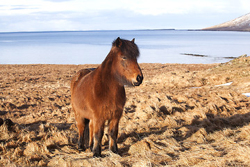 Image showing Brown icelandic pony on a meadow