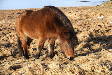 Image showing Brown icelandic pony on a meadow