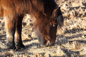Image showing Brown icelandic pony on a meadow