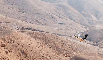 Image showing A bird in Negev desert