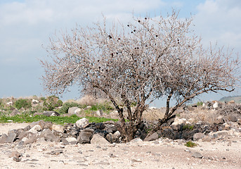 Image showing Ruins in Susita national park