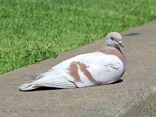 Image showing Brown and White Pigeon