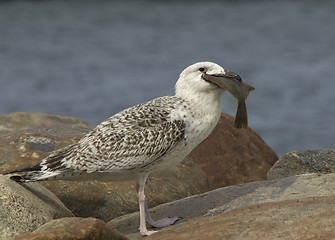 Image showing Great Black-backed gull