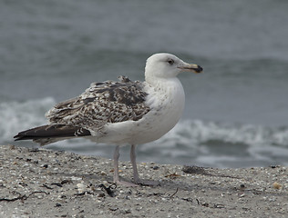 Image showing Great Black-backed gull