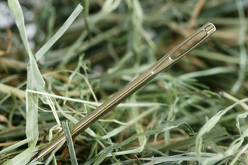 Image showing Needle in a haystack