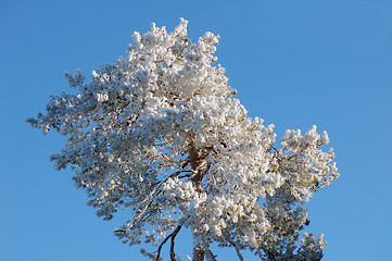 Image showing Very cold tree