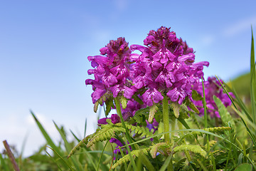 Image showing Wild flowers Bavaria Alps