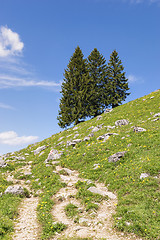 Image showing Trees Bavaria Alps