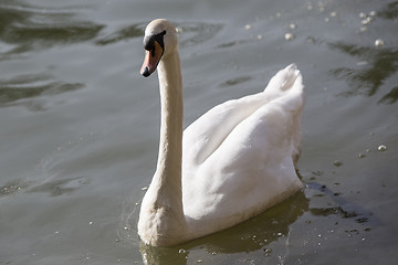 Image showing Swan at the lake