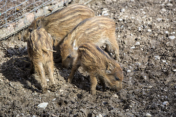 Image showing Four wild young piglets on a field