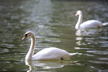 Image showing Two swans at the lake