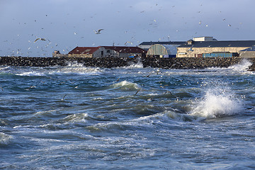 Image showing Gulls hunting for fish