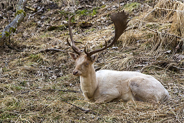 Image showing Albino buck deer in the forest