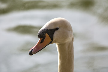 Image showing Closeup of a curious swan