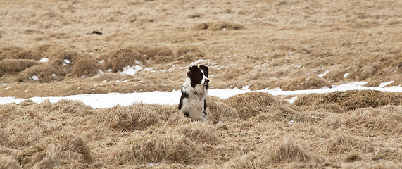 Image showing Attentive dog at work