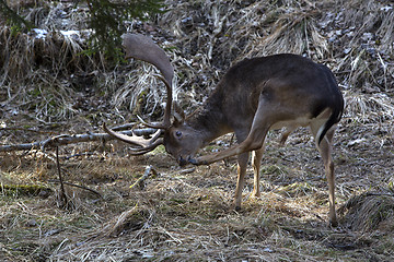 Image showing Buck deer in the forest