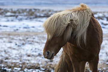 Image showing Angry Icelandic horse on a meadow in winter