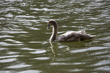 Image showing Young swan swims in the lake