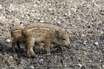 Image showing Wild young piglets on a field