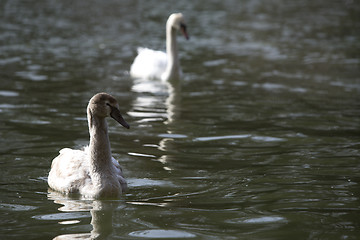 Image showing Young swan at the lake