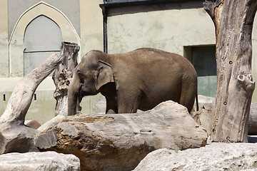 Image showing Old elephant