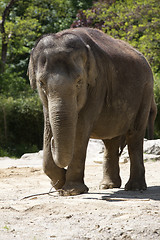 Image showing Old elephant